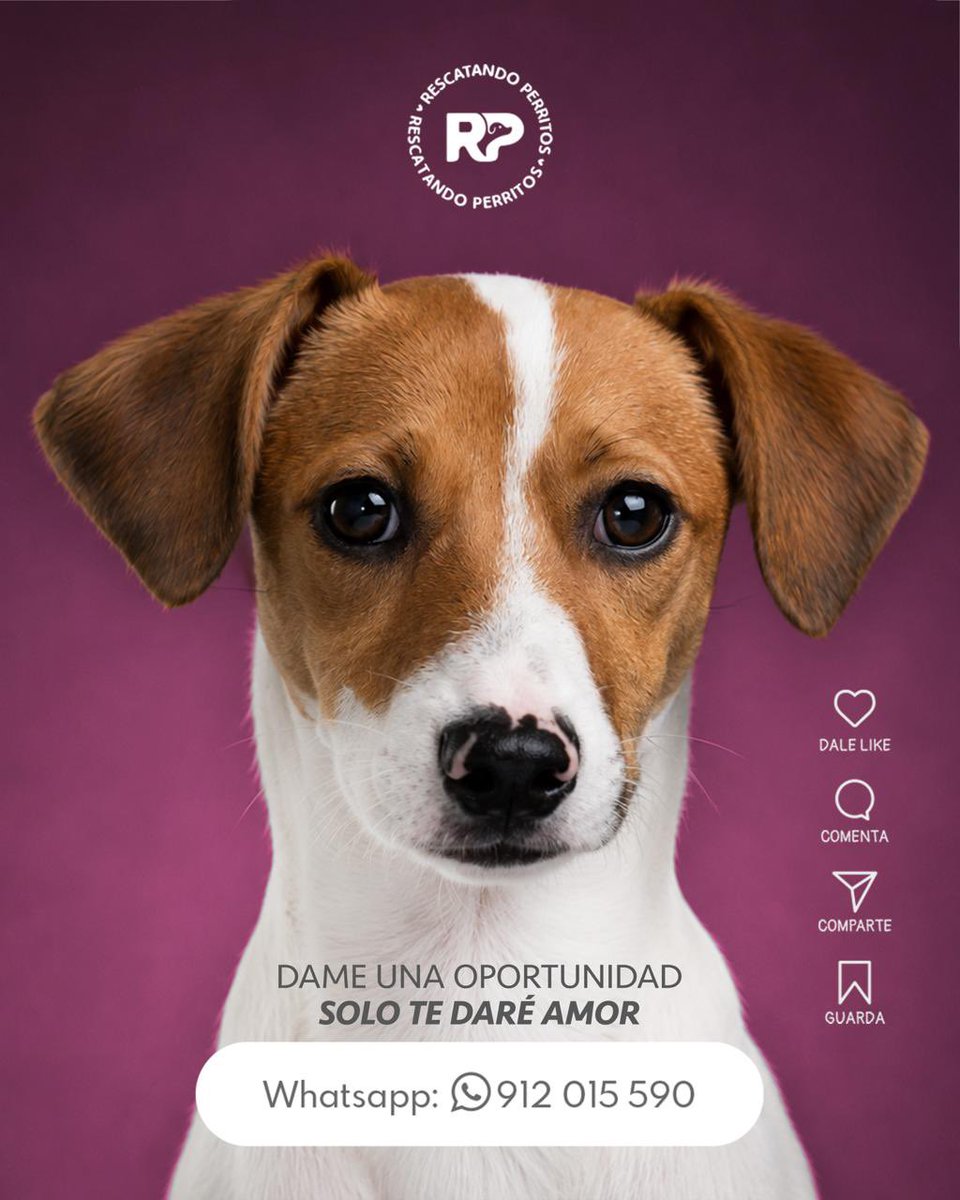 peravi's tweet photo. ÚLTIMA BEBITA 
#Tormenta necesita hogar
Ninguna de las 3 cachorras han adoptado. Ella es la más grandecita de su camada pesa 5kg aprox. Tiene solo 3 meses y tiene sus vacunas al día.
Info: 912 015 590 
📍 Lima, Perú 🇵🇪 https://t.co/YkgrWz0qdB
