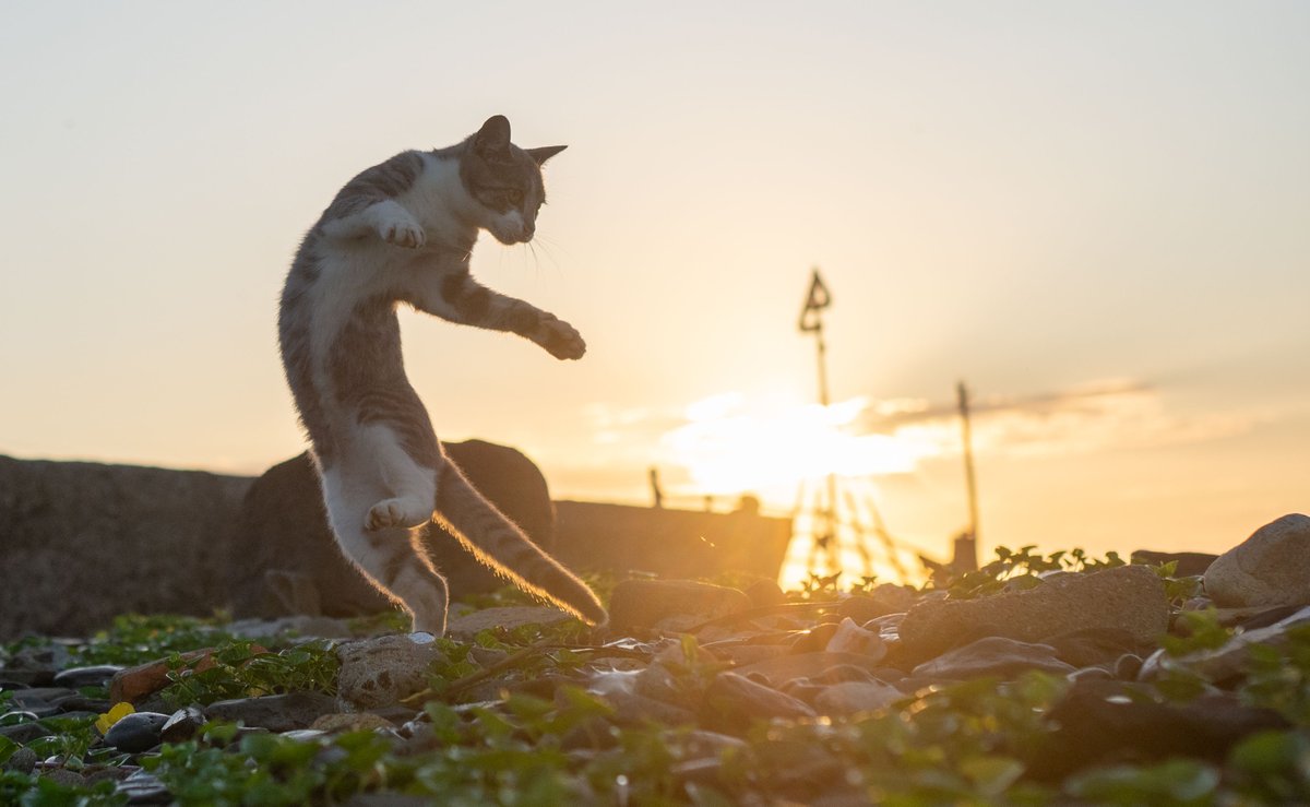 sakata_77's tweet photo. 朝早く起きると、人間がいないことをいいことにはしゃぎまくる猫達をとらえることができます https://t.co/XBBXvPOTpu