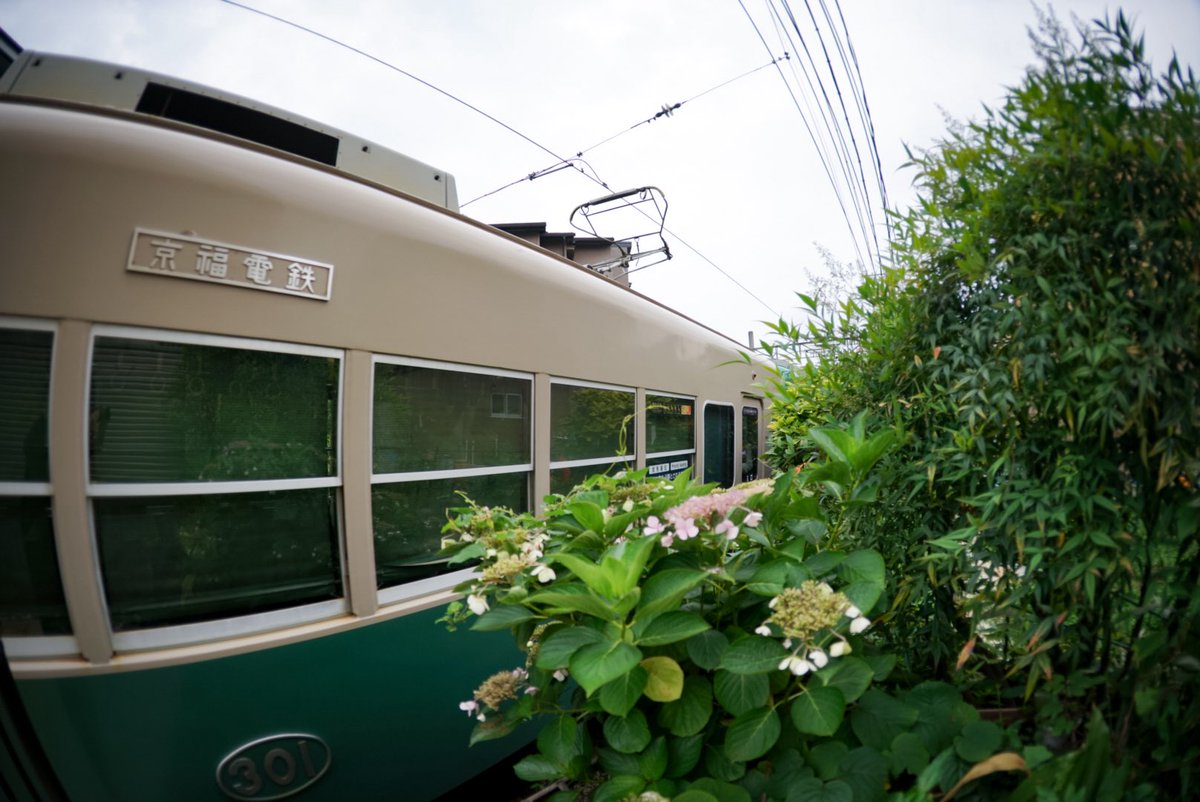 K_FKA2T's tweet photo. 紫陽花と301。
もう少し上手くまとめられたら良かったな、なんて思ったり。
撮れてないより全然いいけどね https://t.co/CyPjXNClq9