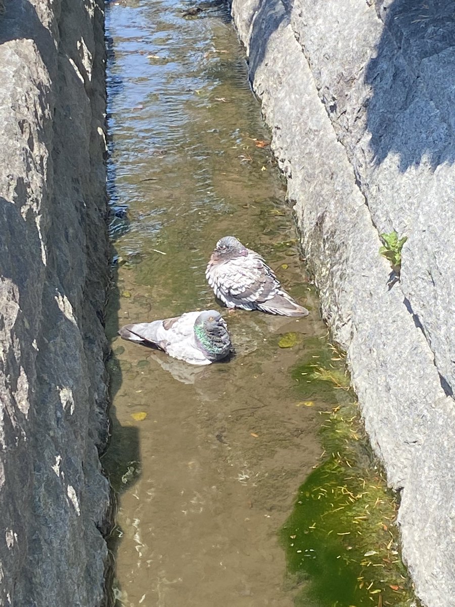 chiiku_chiiku's tweet photo. 鳩も暑いらしい
仲良く涼むのね https://t.co/sY6a5jR7NS