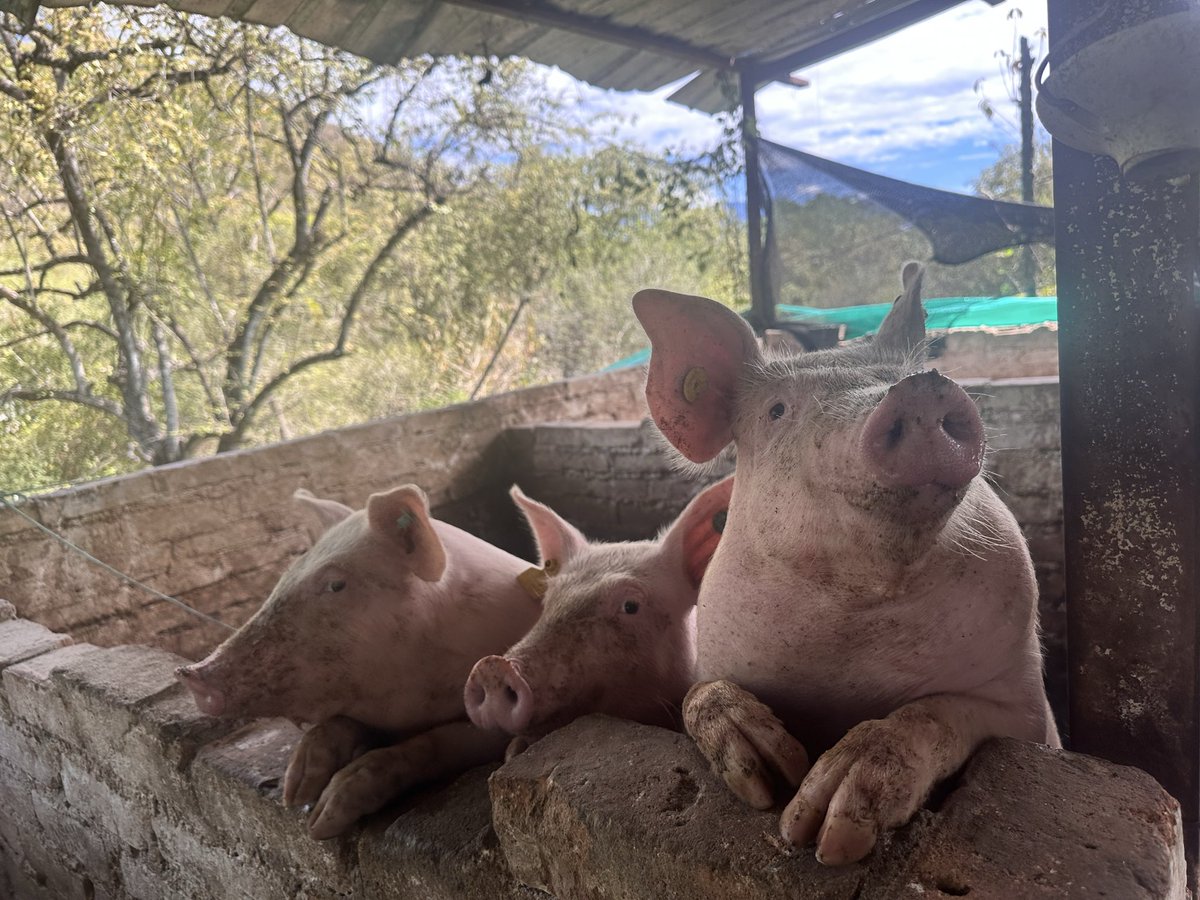 yacha1510's tweet photo. 🐽 https://t.co/tUY7GK3vTQ