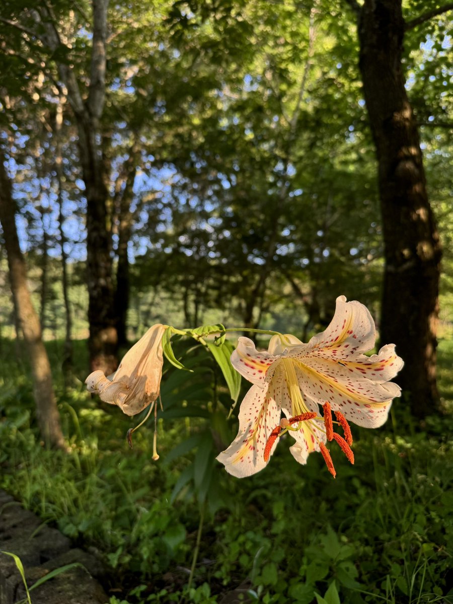 michinara3's tweet photo. 今日は暑い🥵恐ろしく暑い
トリカブトの花芽がほんのり色付いてきました。そして猫は足の上で寝ている。 https://t.co/7PTKFcEiGH