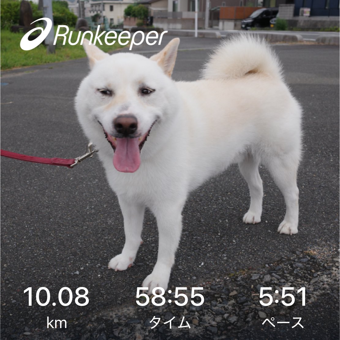 SirMiles90125's tweet photo. 朝Run
顔を流れるのが汗か涙か分からないくらい辛い湿度でした!
#犬バカ部 #dog #shiba #shibainu #柴犬 #白柴 #和犬 #shibadogs #shibainulove #petstagram https://t.co/2hJ3DkSK0M