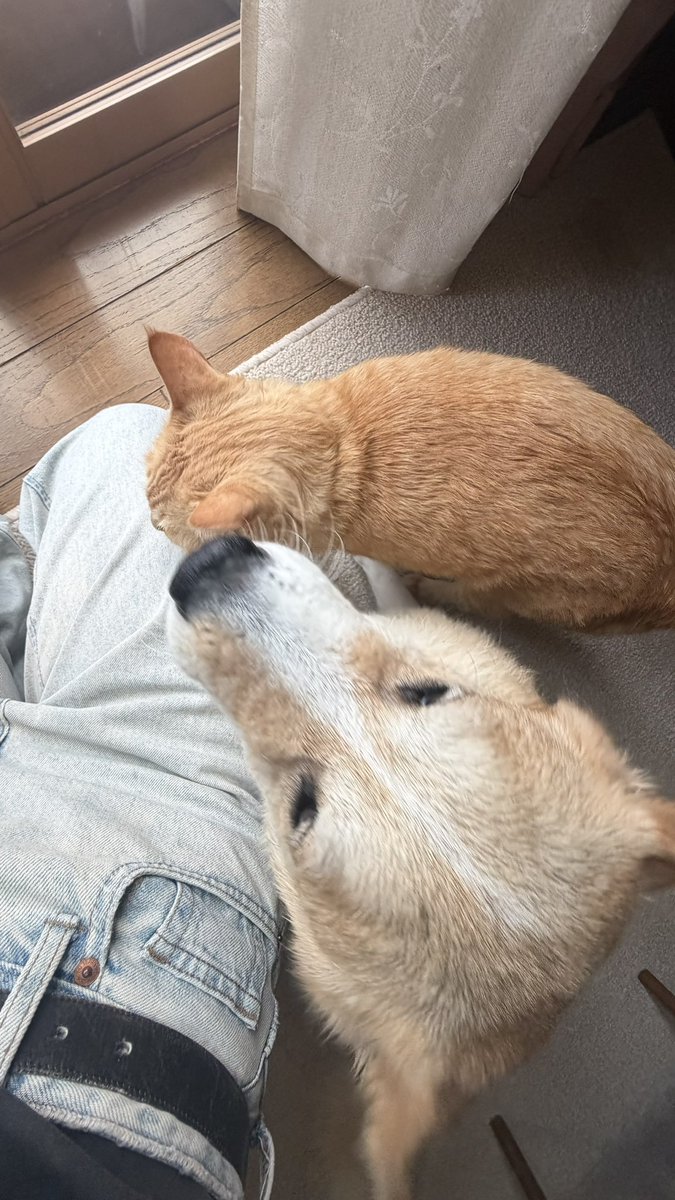 t01_dog's tweet photo. 急に猫が来て飛び上がる直前の犬 https://t.co/Fp8RmtdjyJ