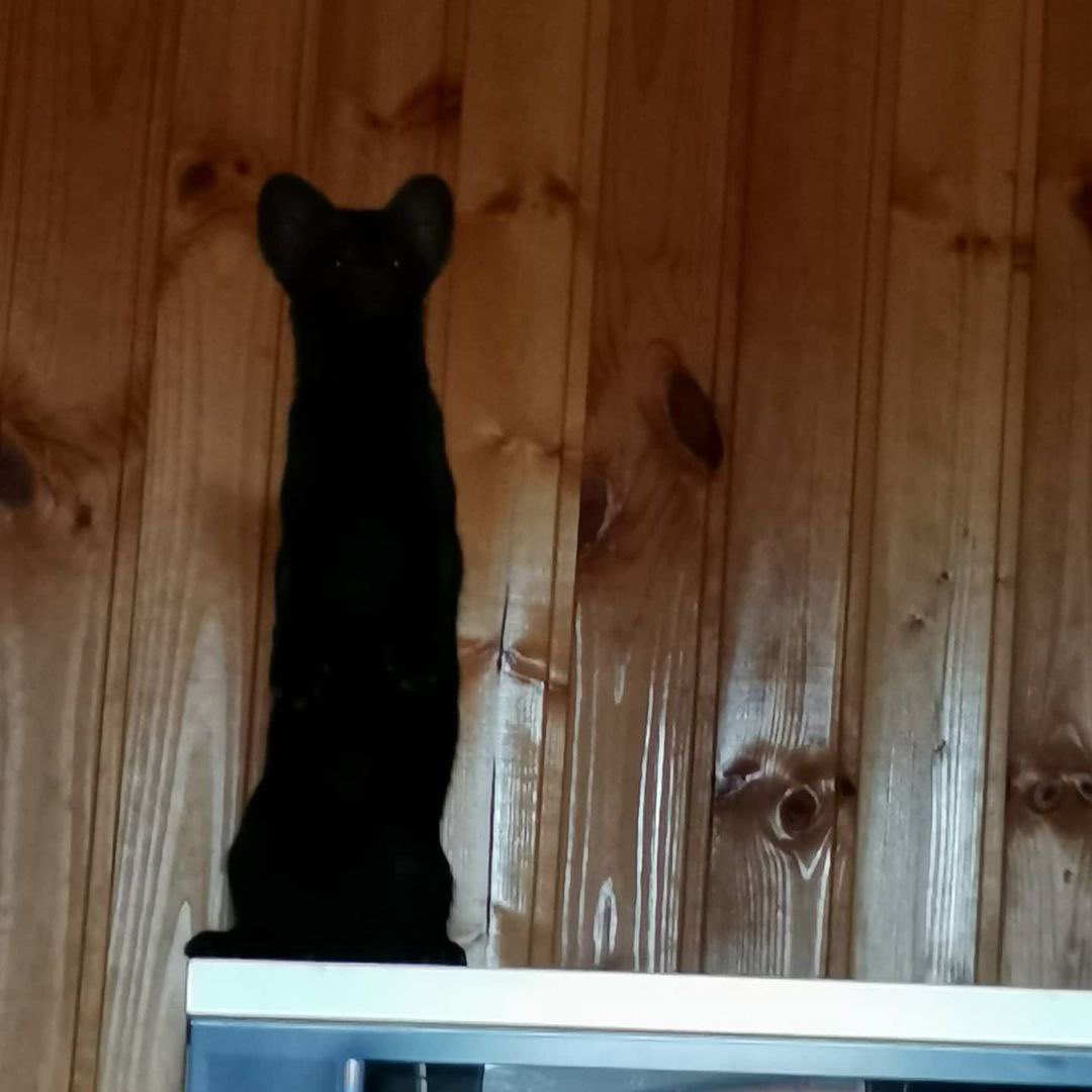 MapleNoodleton's tweet photo. A dark, foreboding figure (me) approaches you, requests your staffing (help with cooking) to create the elixir of power (my very yummy Buffalo chicken dip) https://t.co/4PhvwbdymI