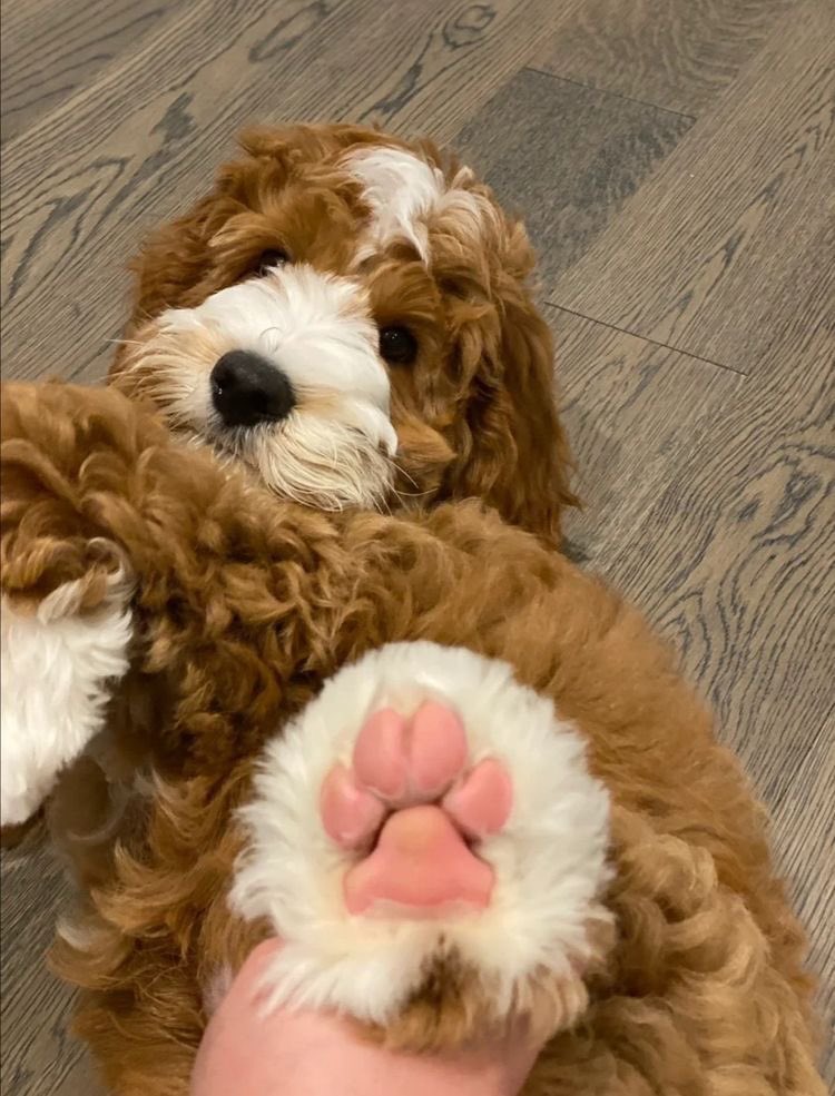 twaniimals's tweet photo. https://t.co/hXF4U3JvqB