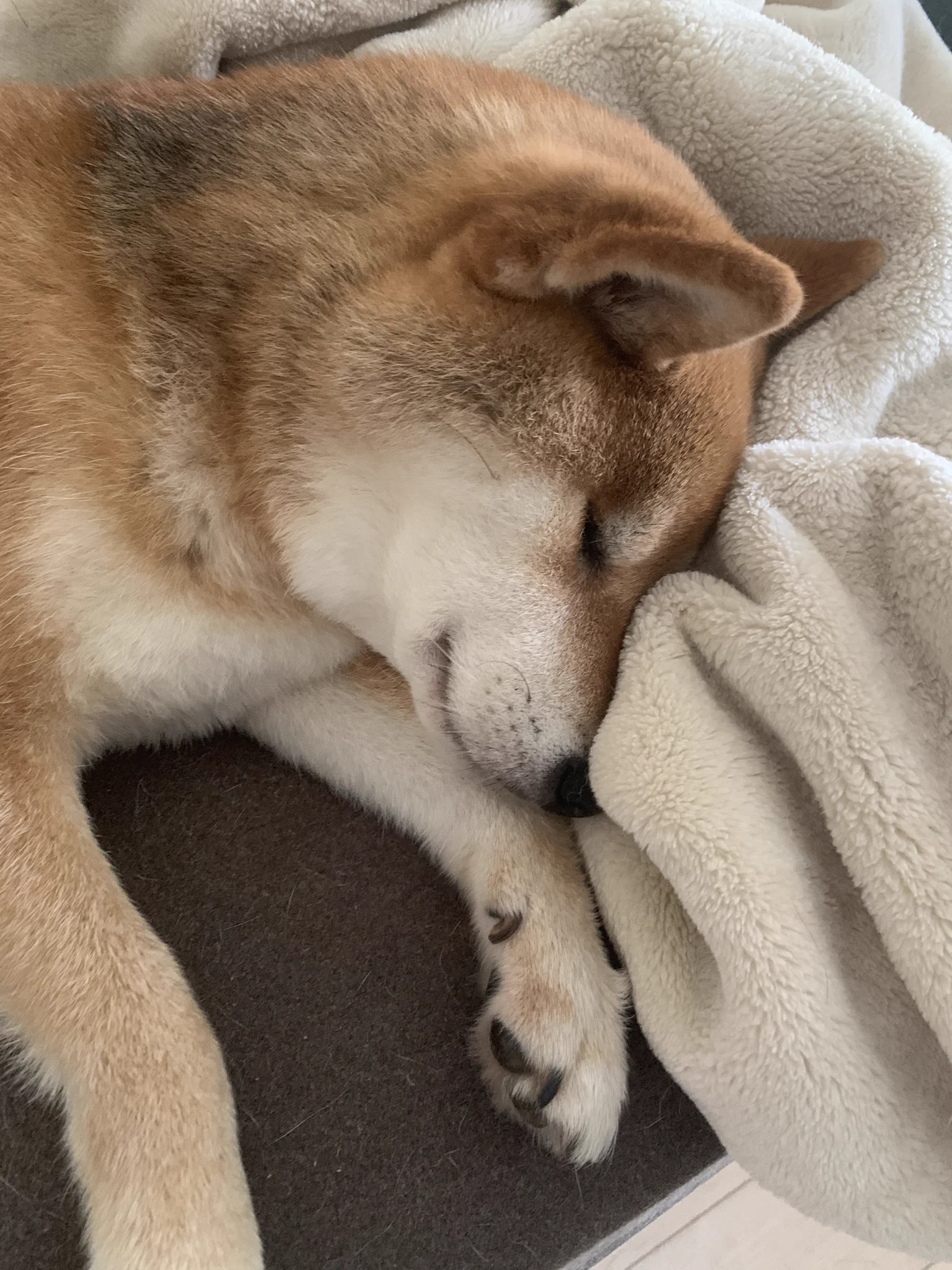 猛暑の夏に室内でリラックスする可愛い犬投稿が人気