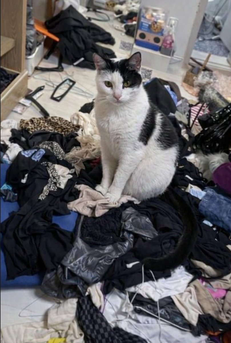 toxifix's tweet photo. IF YOU POST ABOUT A MISSING PET PLEASE BE WARY OF AI IMAGE SCAMS

Somebody tried to scam me saying they found my missing cat. I offered cash, they suggested gift cards. Something wasn't right so I asked for more pics. They became insulting and refused. Im so hurt all over again.. https://t.co/h1qVILLyMZ
