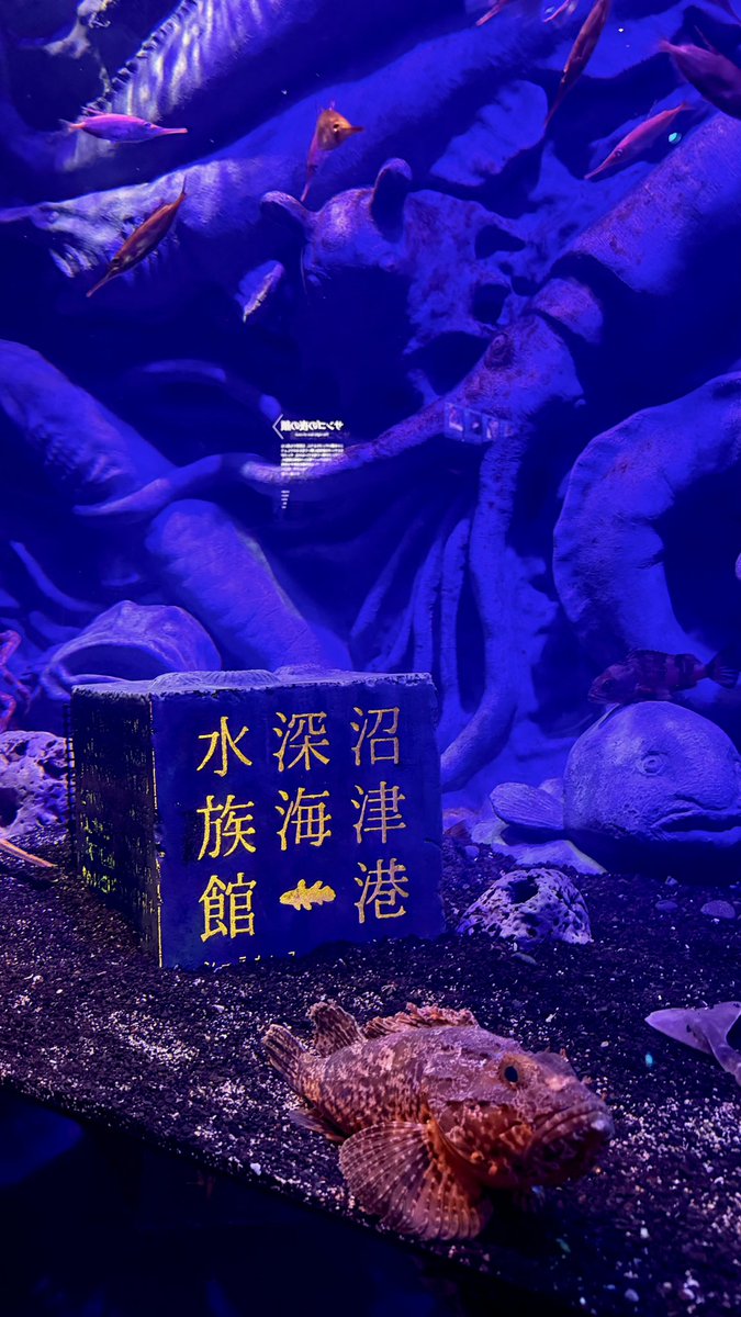 Gc372's tweet photo. まぬとぬ、水族館だよ🐟
シーラカンスでっかいねぇ https://t.co/W0rqA6xyrU