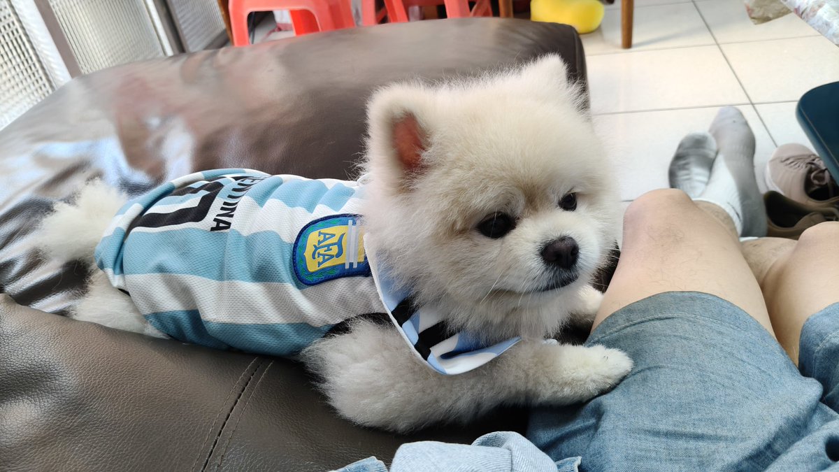 MarioWu0829's tweet photo. 一起為阿根廷加油！！！（輸了還跑來安慰我，真的是天使狗狗）
#球球 https://t.co/VcuVJTlmUl