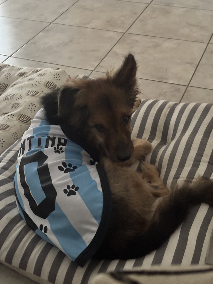 luciasmndz's tweet photo. No se si será el ultimo mundial de Messi pero si lo será de este bebé
Mi Benja, acompañándome hace más de 16 años…
2010, 2014, 2018, 2022, 2026 🏆
Te amo mi bebé https://t.co/6Ak6WDVuw0