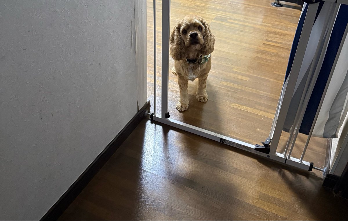 riru_acs's tweet photo. お散歩行きたくないとき🐶
#アメリカンコッカースパニエル https://t.co/9KiiLVWIAb