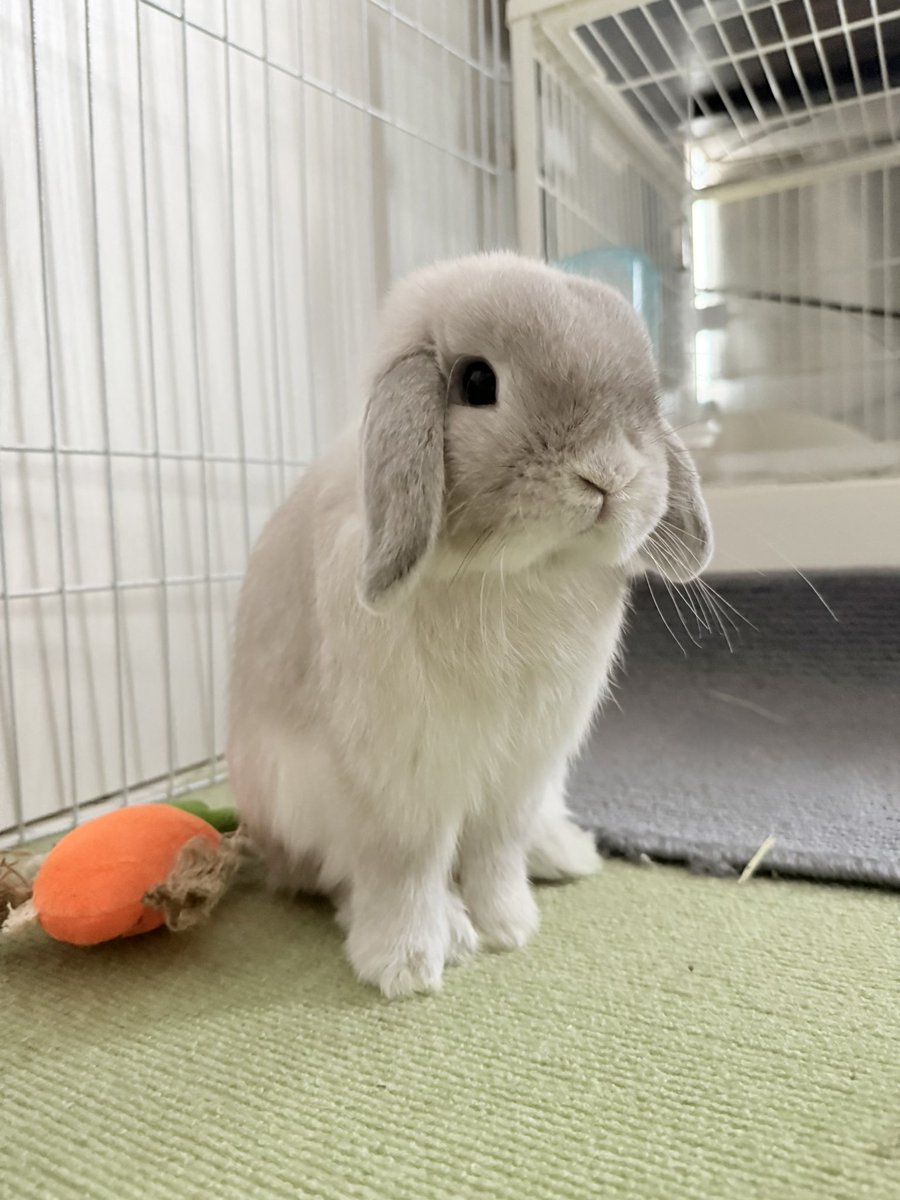 usapi_0303's tweet photo. おすわりっ🥕 https://t.co/zD5lfT3rzn