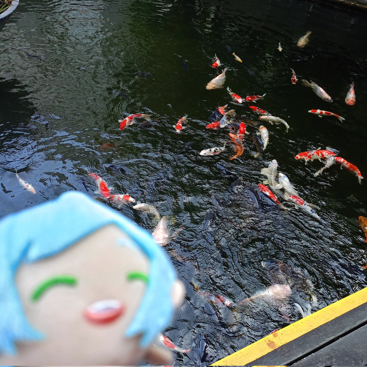 moricchibiru's tweet photo. Kanata with fish🐟🐠🐬🐳🐋🦈😍🤗 He's so happy meeting his friends https://t.co/LwCmnN3kLb