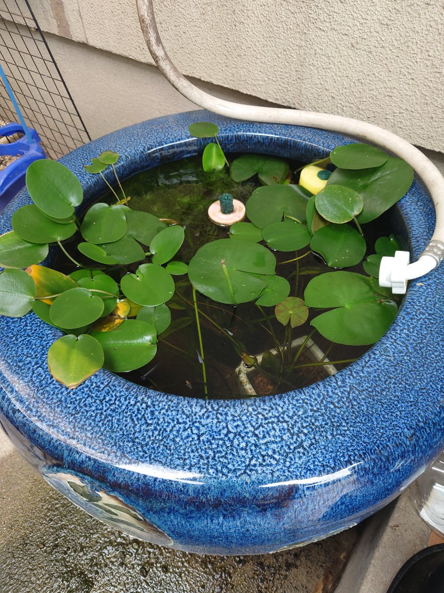 MashYanagida's tweet photo. メダ活やって2年目😊

ミナミヌマエビ🦐っていう約2〜3㌢の小さなエビを親メダカ達と混泳させてるんだけど、そのエビが蓮の茎にセミの様にくっついていたり、ツムツムエサを食べてたり…を見るのが最近のマイブーム😂

タクトに掛ける数十分の1の費用で楽しんでおります😁 https://t.co/uEX2JqBBei