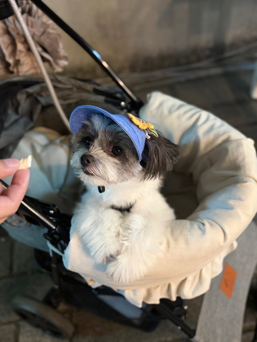 C6O10917's tweet photo. 可愛いお帽子買ってもらった👒𓂂𓏸
人多すぎて飼い主は溶けてたけどココちゃんはずっとニコニコで大変可愛かったのでオールオッケー https://t.co/Dv2EStuL8K