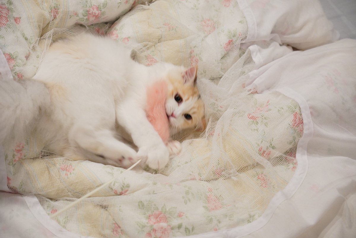 cburijp's tweet photo. 花「この猫じゃらしはあたしのーー！！」
振ったらそんなにじゃれないんだけど、モフモフは奪いたいらしい
#猫 #猫のいる暮らし #ミヌエット https://t.co/BzQTxwT9zT