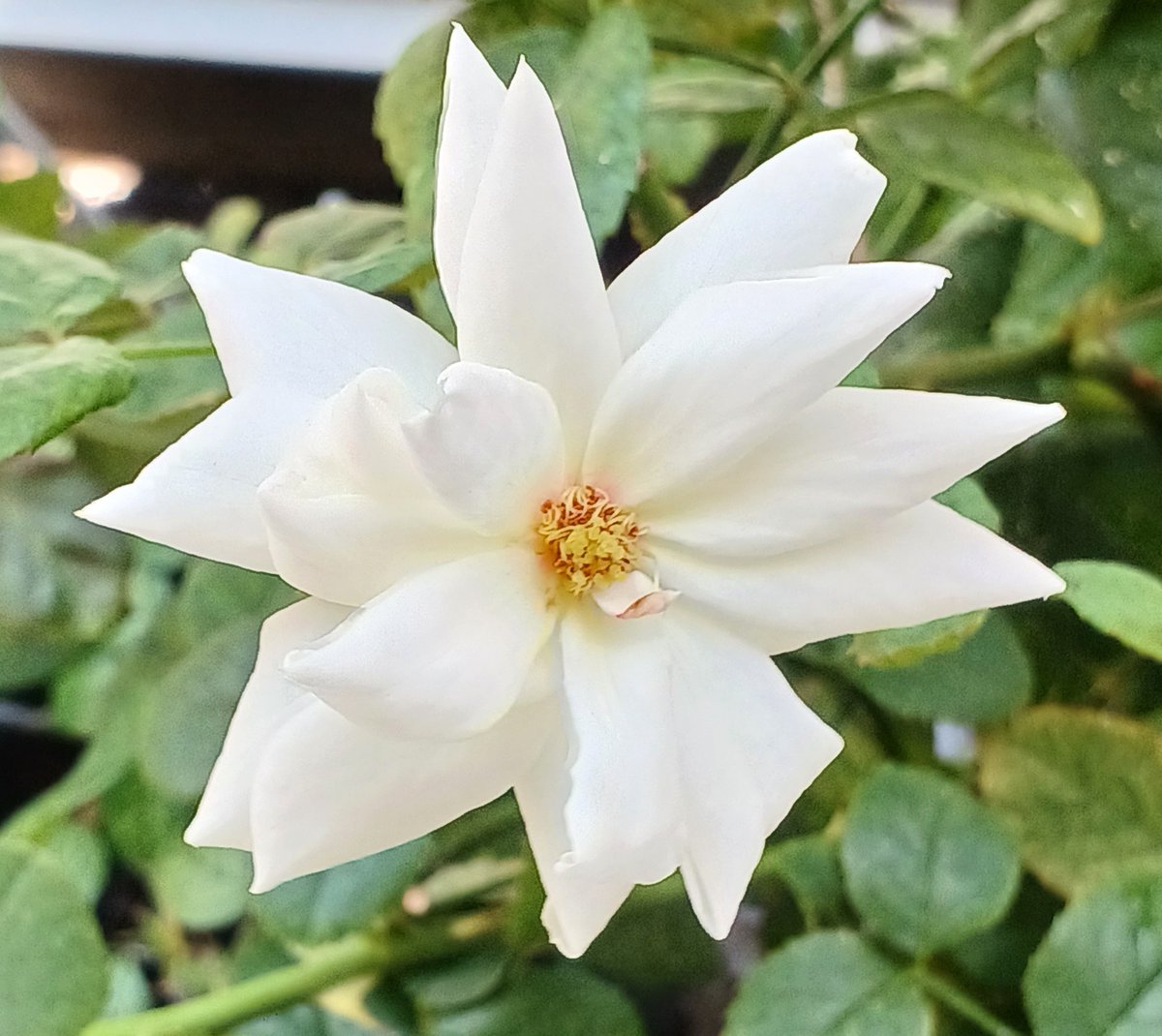 rose garden tweet media