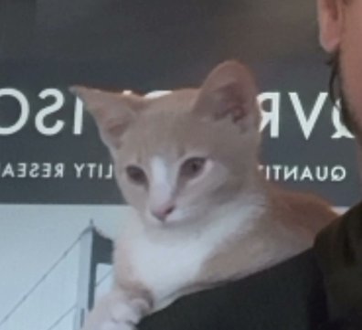 Trencherbill7's tweet photo. Trencher Bill on X: "Robinhood is cool because I can post a picture of a cute dog and some guy named Vlad will comment “NiceCat”" / X https://t.co/mHeTGWHIZT