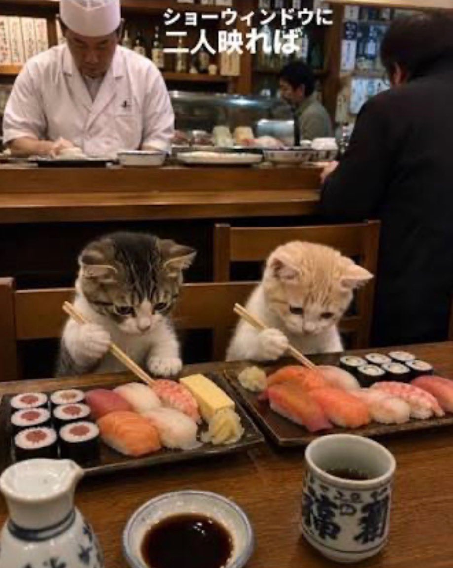 SushiCatBot's tweet photo. Tag a friend $SUSHICAT https://t.co/C4SrsZjk28