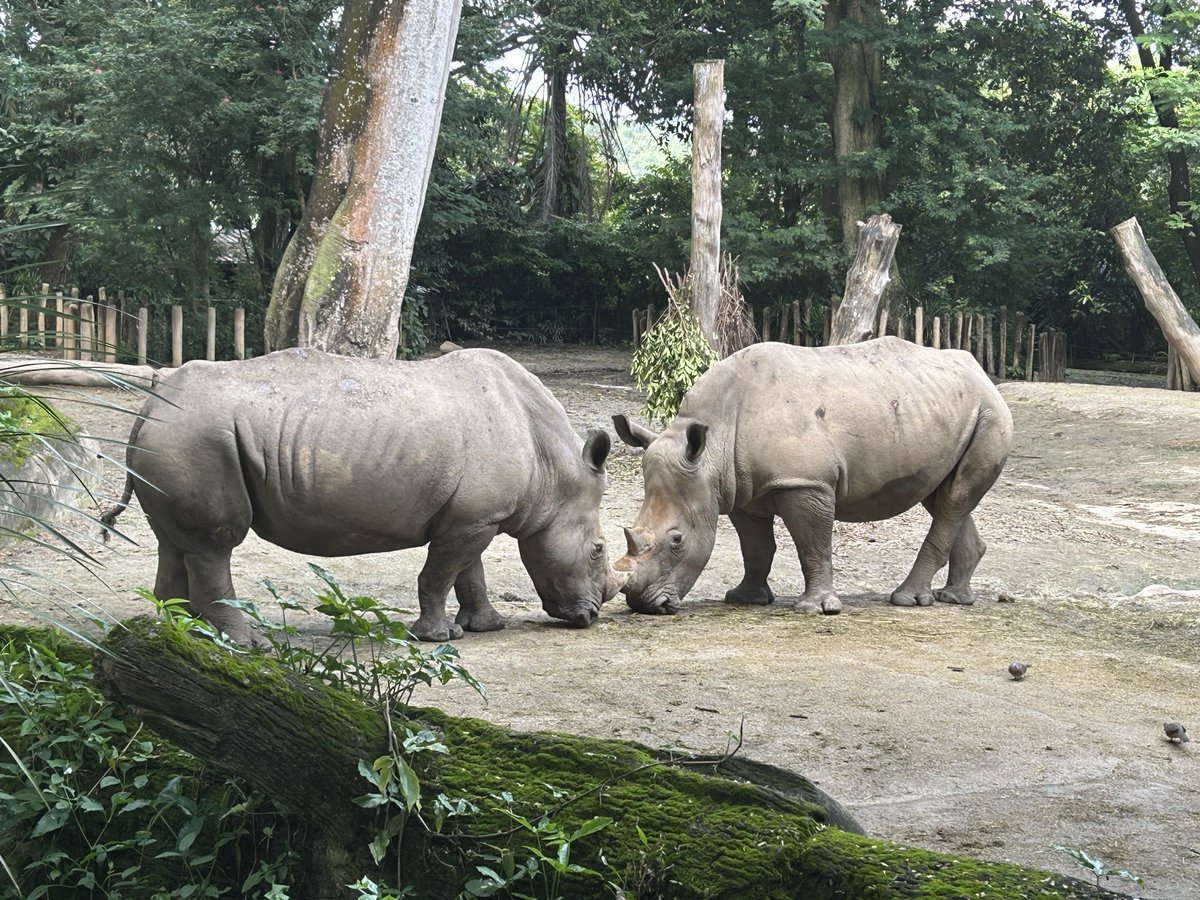 milco1101's tweet photo. 行ってみたかったシンガポールズー。
イボイノシシのお尻がめちゃめちゃかわいかった🥰 https://t.co/J6O8JPZ6nH