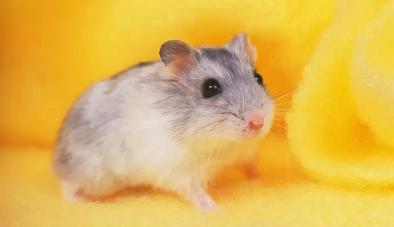 joiijos's tweet photo. boy why you so hamster😂😂😂😂 https://t.co/DEAXjJ8rsF