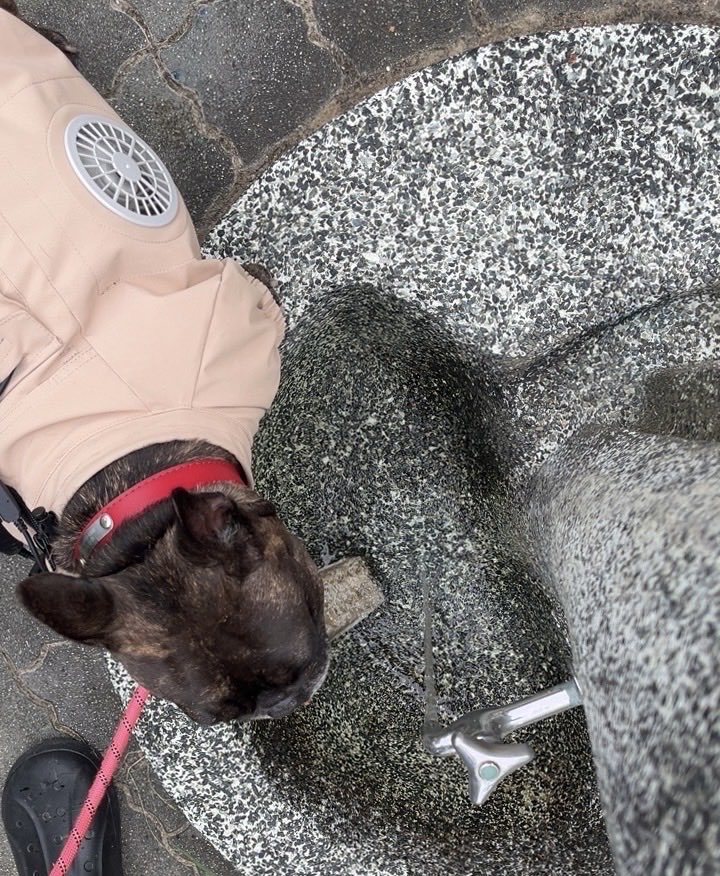 hoshi_aircon's tweet photo. 海の日！
エアコン屋今日もお仕事してます！
実家の犬も職人も空調服が欠かせません！！！今週もよろしくお願いします🙇
 #企業公式相互フォロー
#名古屋市守山区 https://t.co/ZmZRvRRY4K