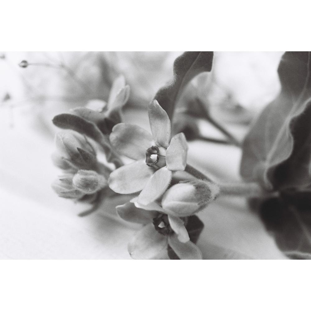champcamera's tweet photo. #Rollei #Superpan200 By 青葉台
高解像度×高コントラストで引き締まる黒が魅力なRolleiの現行白黒フィルム。
雨天、曇天ではより美しいトーンをお楽しみいただけます🌥
「いつも」と違うB&Wフィルムを使ってみたい方にもおすすめです。
#白黒フィルム #BlackandWhite #film
https://t.co/ySlEEgJzCu https://t.co/2mCwLDOxv6