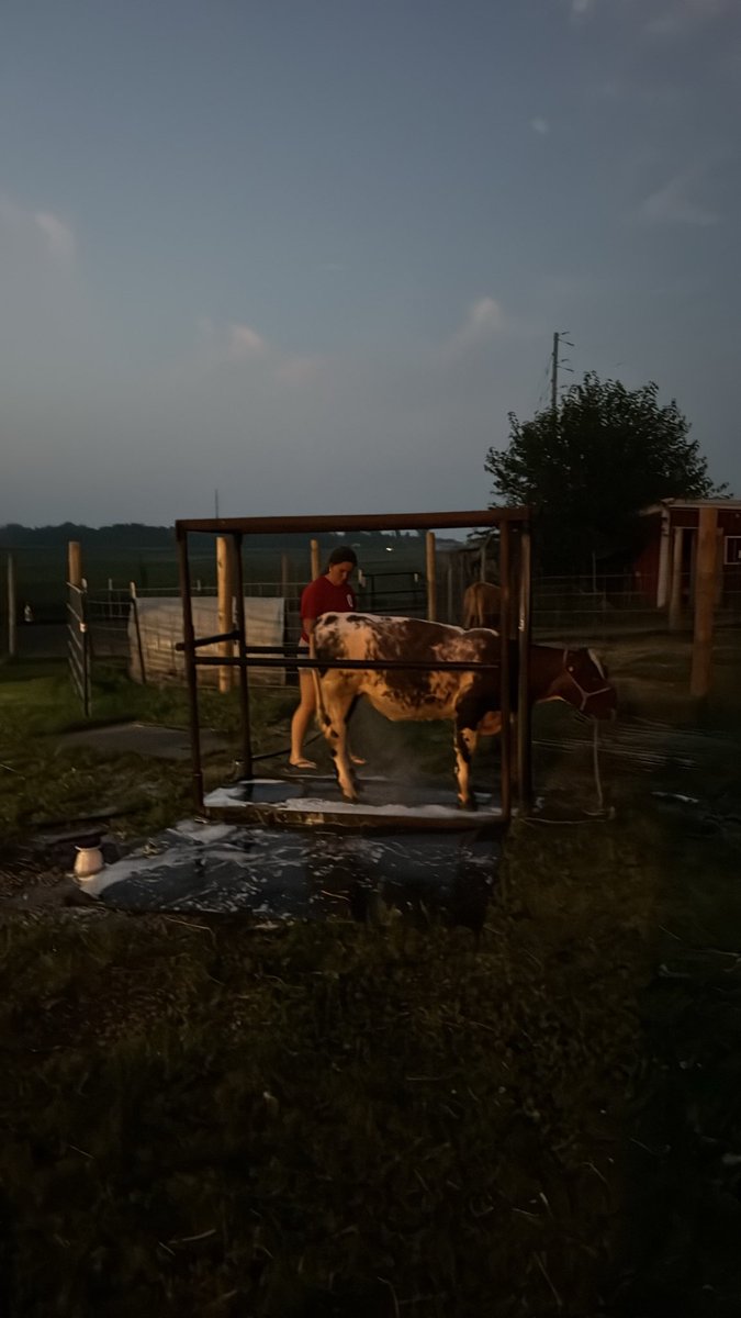 GeoffBucher1's tweet photo. Cow #2 for the fair https://t.co/6fu2KGK7Bk