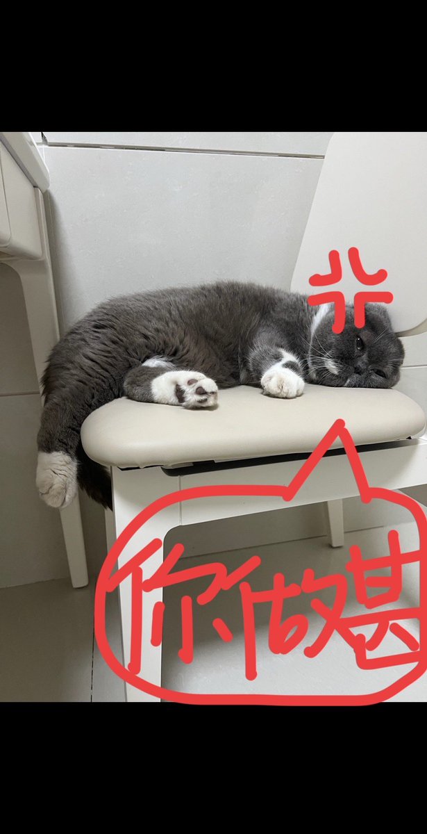 Feimaohui's tweet photo. 肥猫表情包 https://t.co/Wez2iBWNnv