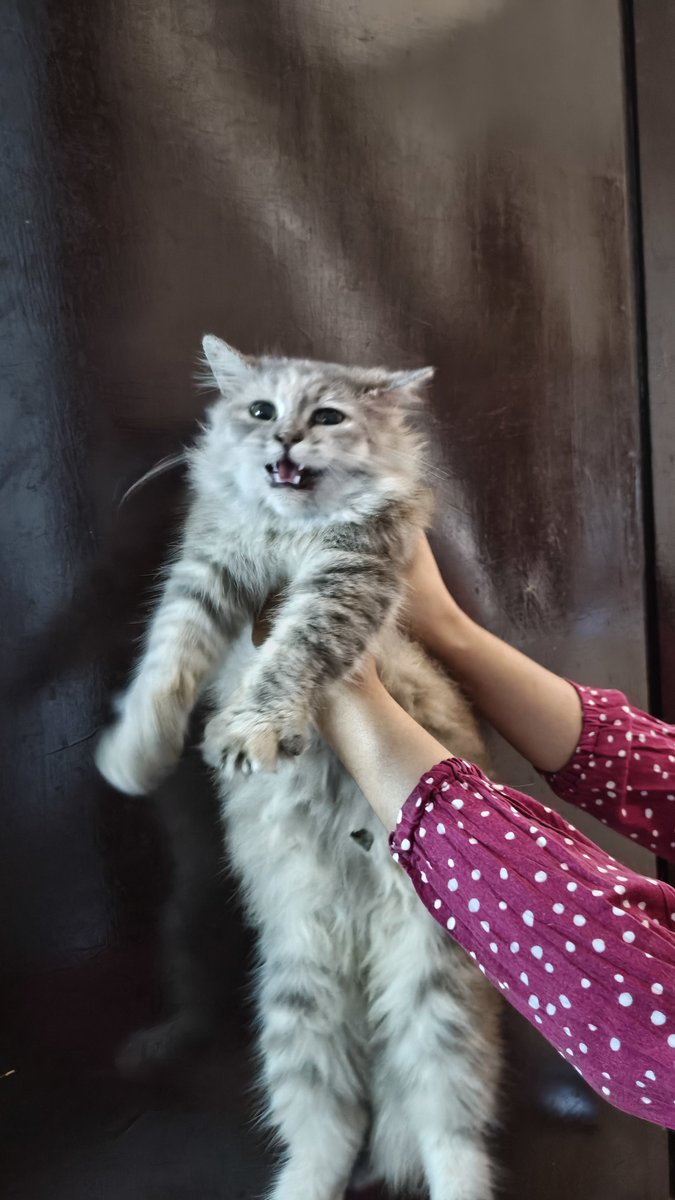bunnybinn's tweet photo. DITEMUKAN KUCING HILANG TANPA KALUNG 
warna abu-abu, bulu panjang, bulu ekor sebagian botak, super clingy
Ditemukan di sekitar Tombro, Kota Malang
Bagi yang kehilangan bisa DM atau WA ke 0895360161557 https://t.co/Y92PTiPOvb