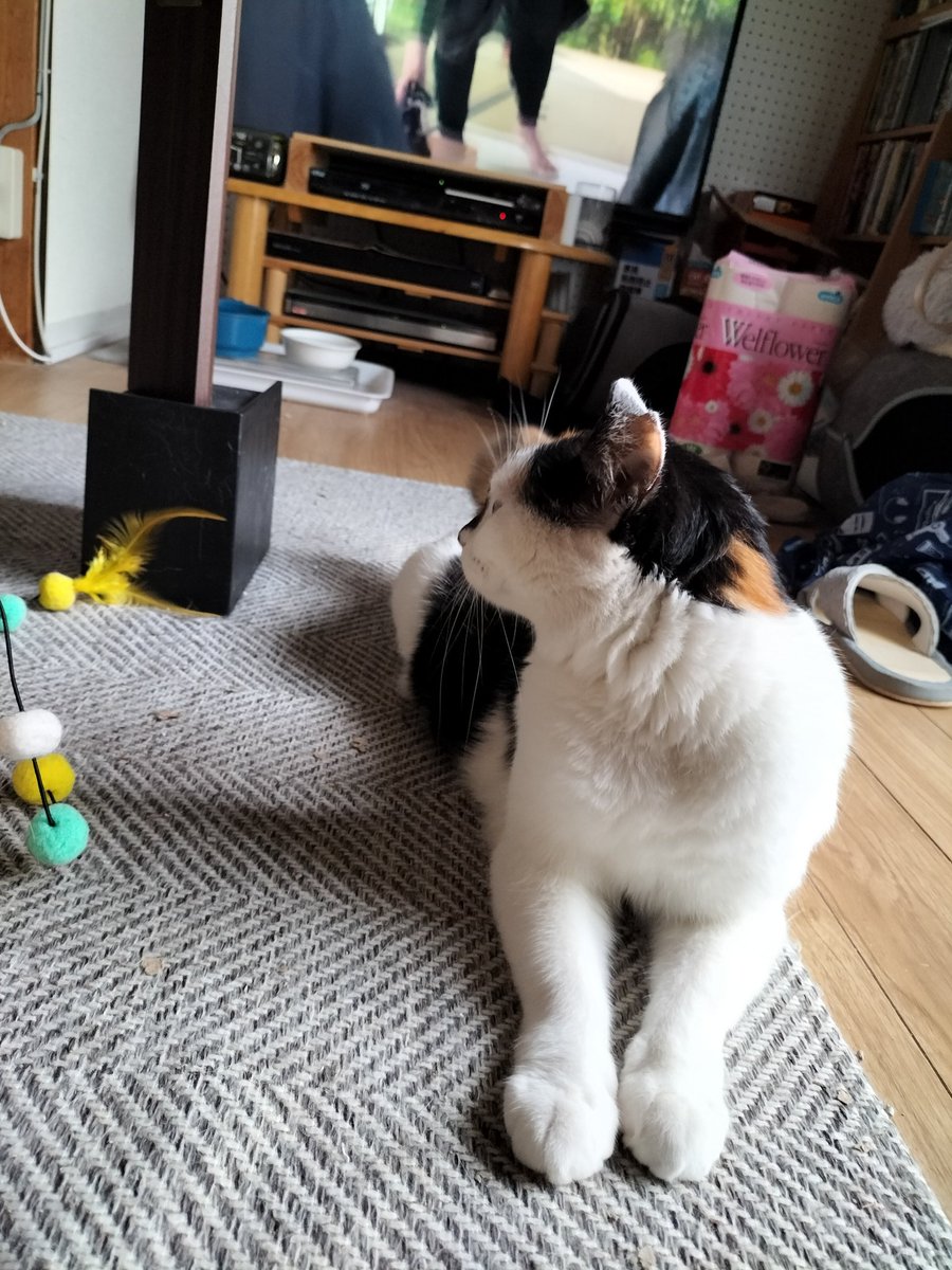 03me_chan's tweet photo. みいちゃんが外に出たがるから、人間がいる間だけでもと扉を開けたら速攻出て、すぐさま帰ってきた😂
でも、やっぱり部屋の外へ行きたいらしく、扉の方見てる😂😂😂
暑さと寒さの間で葛藤してるらしい😩 https://t.co/OLjRIaMloo