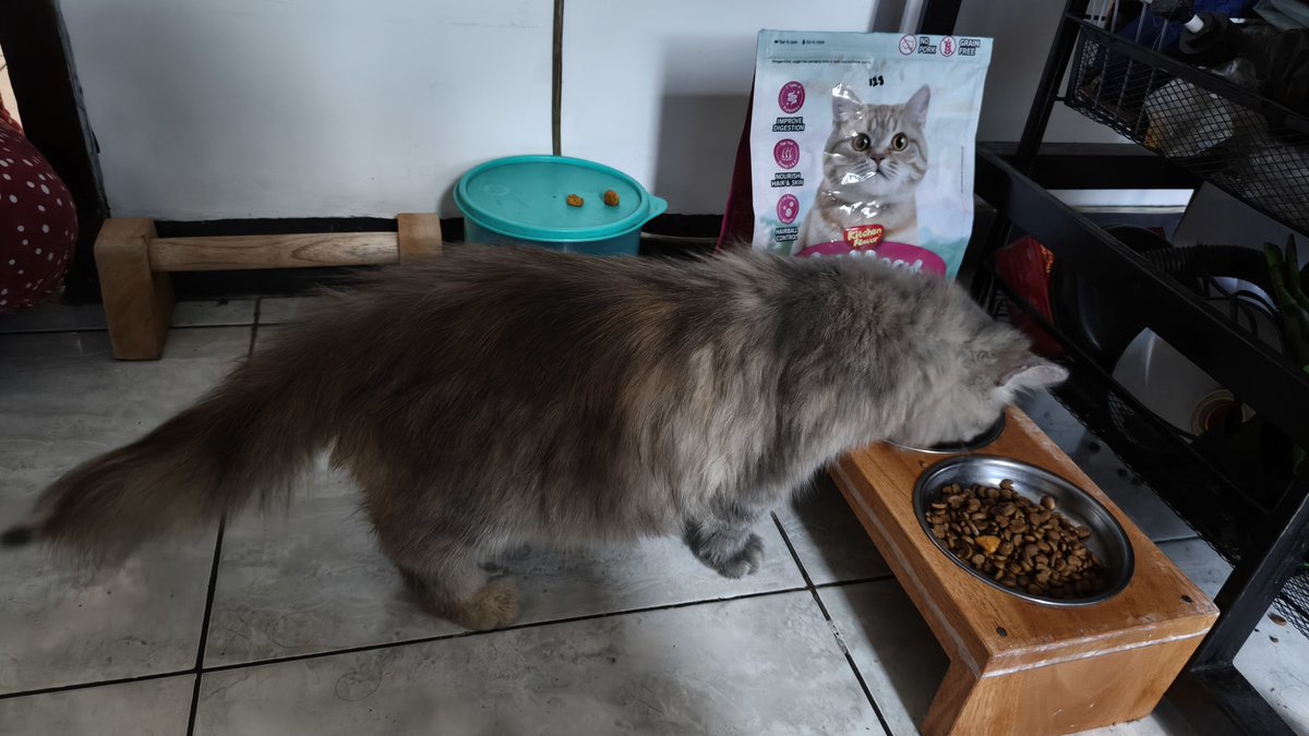 bunnybinn's tweet photo. DITEMUKAN KUCING HILANG TANPA KALUNG 
warna abu-abu, bulu panjang, bulu ekor sebagian botak, super clingy
Ditemukan di sekitar Tombro, Kota Malang
Bagi yang kehilangan bisa DM atau WA ke 0895360161557 https://t.co/Y92PTiPOvb