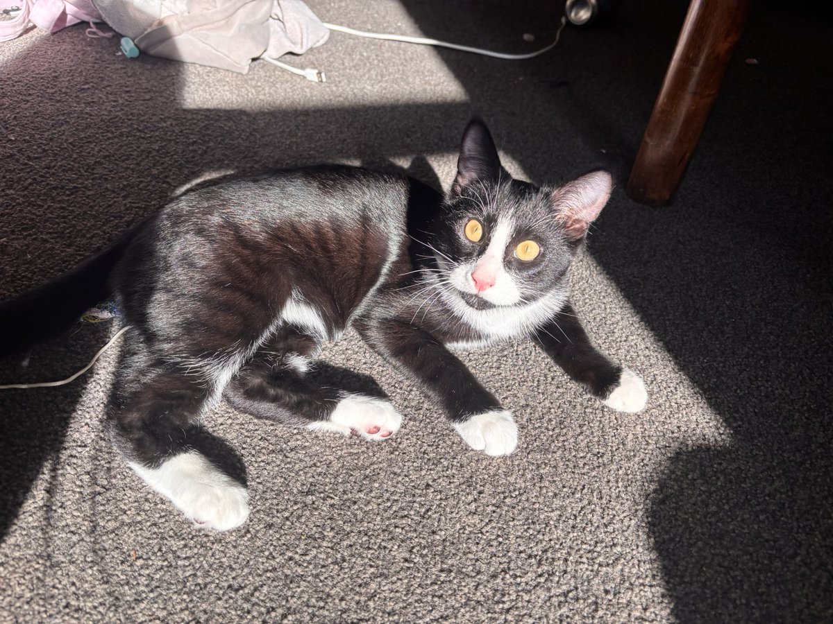 sunflowahOW's tweet photo. Sorry just stoned and love my cat https://t.co/RXAfvb3Dbs