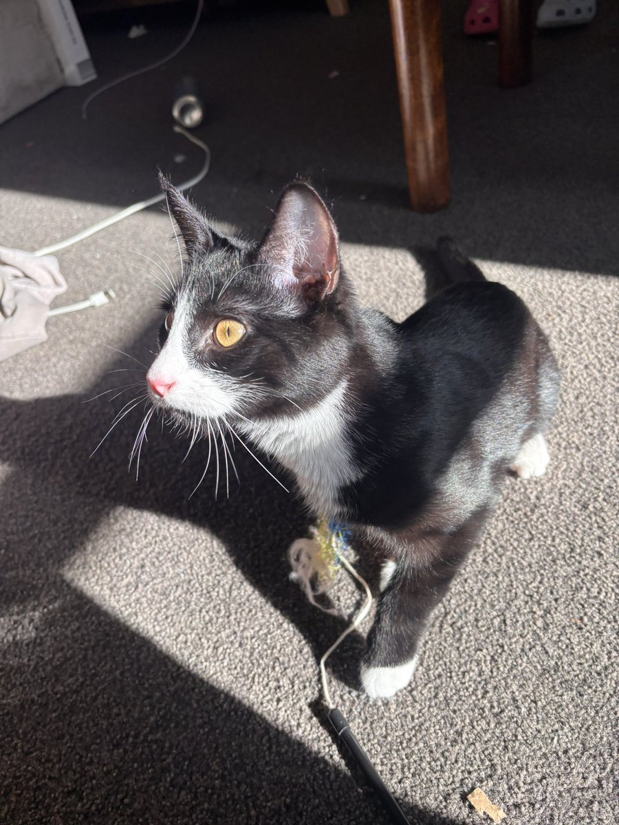 sunflowahOW's tweet photo. Sorry just stoned and love my cat https://t.co/RXAfvb3Dbs