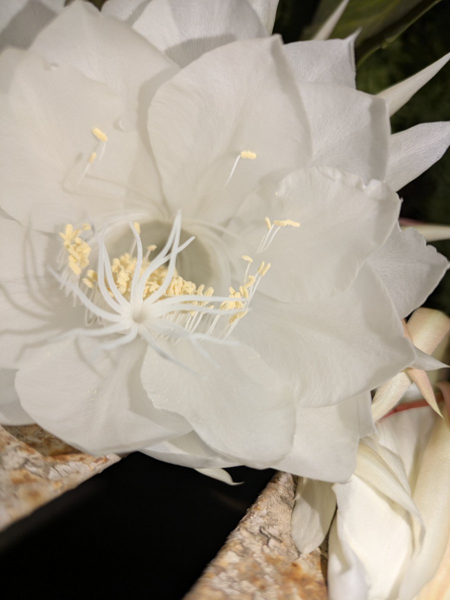 yenforblue's tweet photo. @gauripokhariyal @onlymilind1 Wow! I think there was some kind of a nass blooming in #Pune on 17th/18th. Couple of my friends also had their #Epiphyllum bloom. As did mine! The first ones on my plant! https://t.co/jybCLguIlD