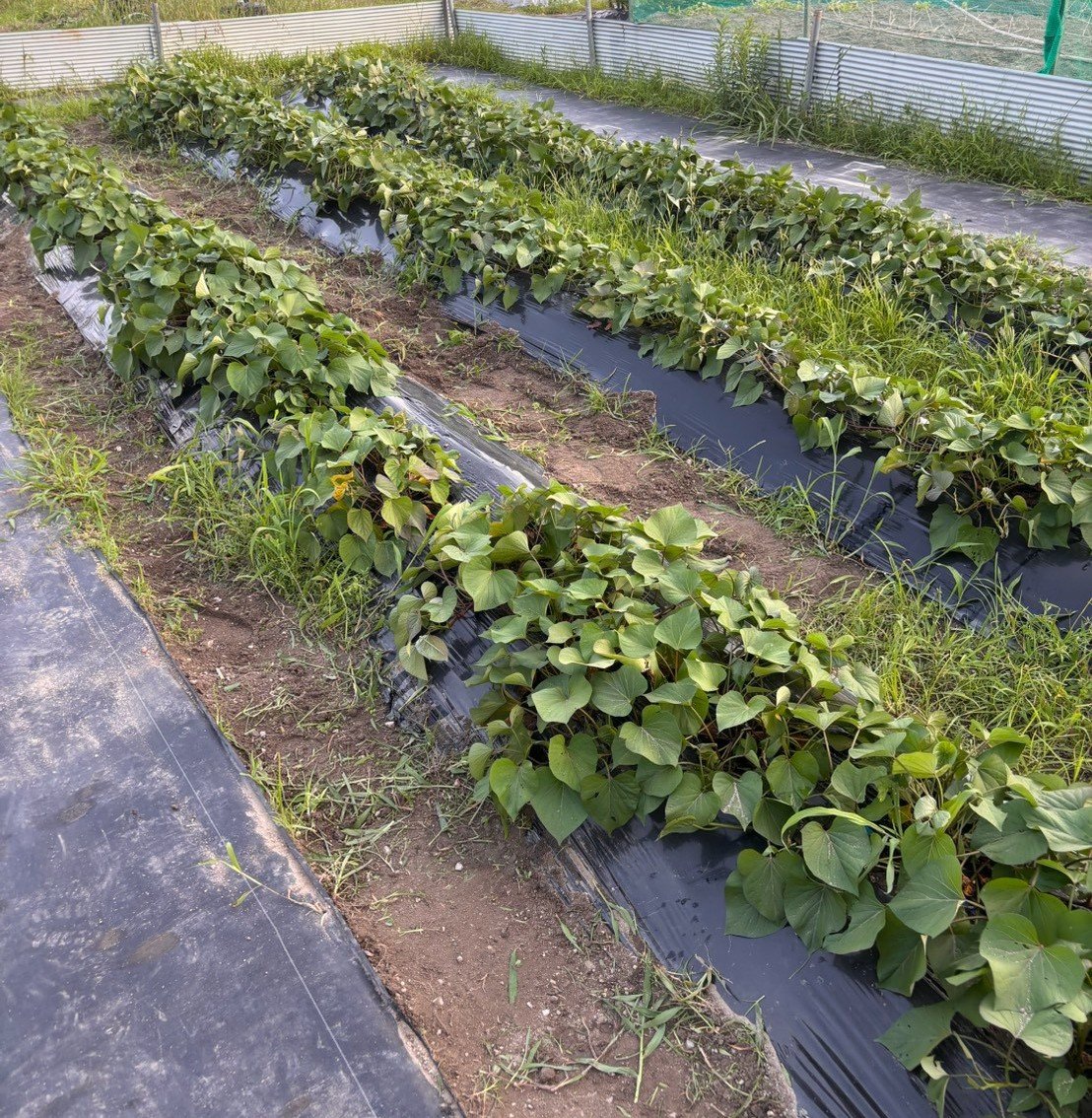 ryukokufarm's tweet photo. 7月9日(木)⛅️

●活動内容
・草刈り
・水やり
・作物の管理、収穫

育ってきましたね〜✨ https://t.co/qVsB5U4cfU