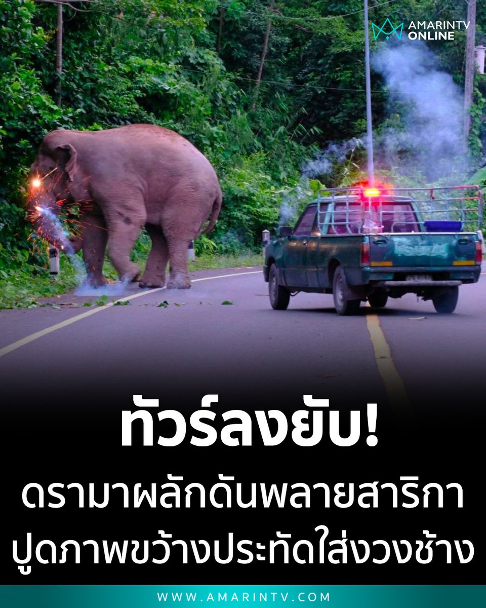 amarintvhd's tweet photo. ทัวร์ลงยับ! ดรามาผลักดัน ‘พลายสาริกา’ ปูดภาพขว้างประทัดจ่อหน้างวงช้างป่าเขาใหญ่ คนรักสัตว์เดือดปกป้องหรือทำร้าย จี้อุทยานฯเร่งแจงมาตรฐานความปลอดภัย

📌อ่านต่อที่นี่ : https://t.co/XoVt5A97Ns

#พลายสาริกา #ช้างป่าเขาใหญ่ #เซฟพลายสาริกา #ดราม่าวันนี้ #สวัสดิภาพสัตว์ #คนรักช้าง #ข่าวโซเชียล #AmarinTV #amarintvonline #ข่าวอมรินทร์ออนไลน์