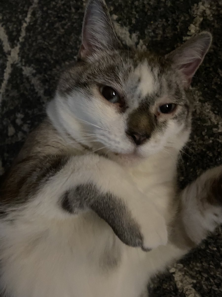Kittysaur98's tweet photo. i ❤️ my stupid cat https://t.co/x4XsvYlZKA