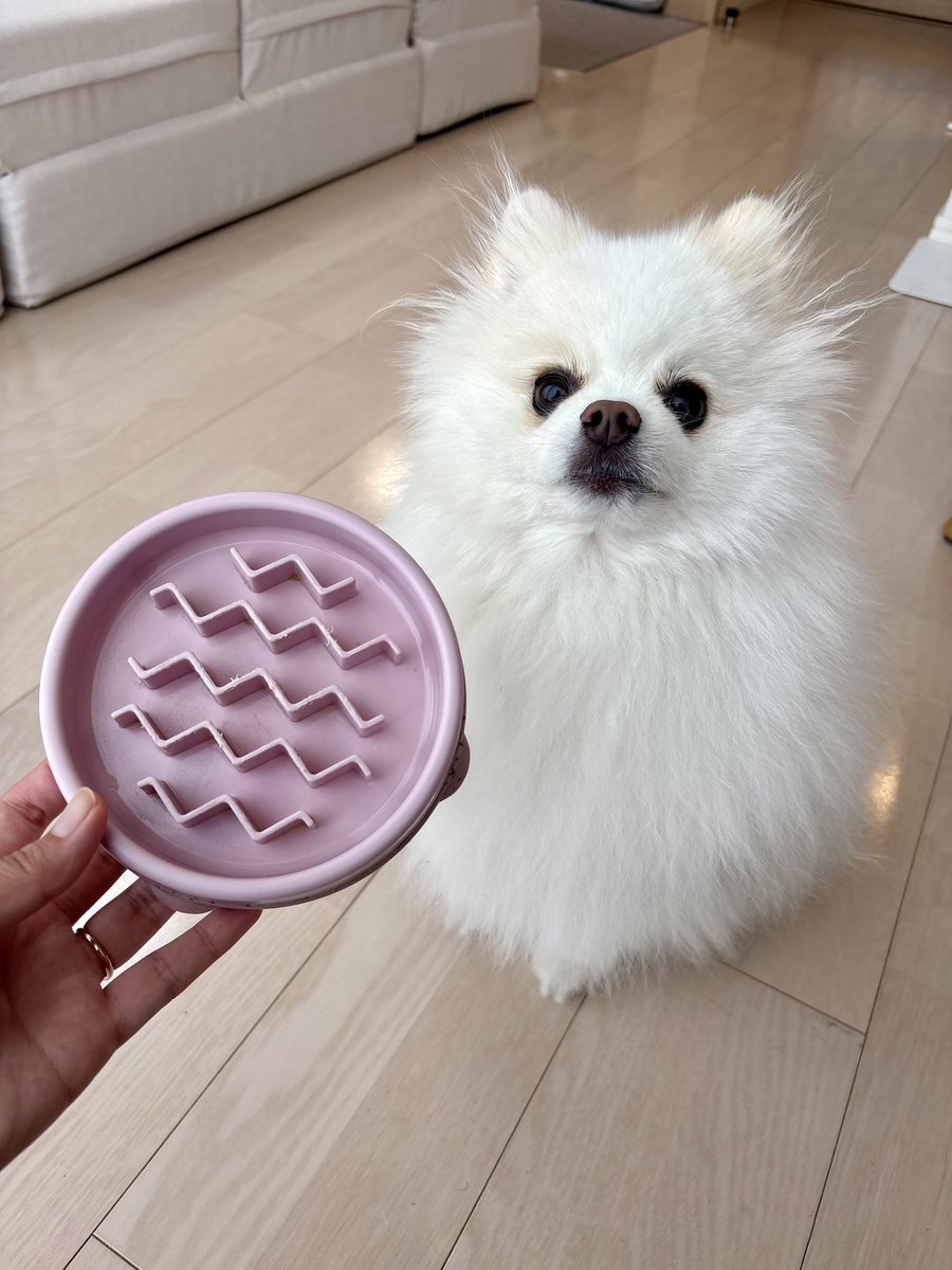 pome_tenkun's tweet photo. 【拡散希望】全国の早食い犬の飼い主さん！お皿は何を使われてますか？😭

今使ってるお皿が食べにくさは◎なのですが洗いにくくて衛生面が気になってます💦
オススメのお皿があればぜひ教えていただきたいです！(お手入れ方法や洗剤等も教えていただけると嬉しいです！)

今はファン&スロウフィーダーボウルというお皿を使用しています！
角のところが洗いにくいんですよね…(でもその角のところに食べ物が詰まることでゆっくり舐めてくれて食事時間が延びて良くもある…)
食洗機OKの商品ではあるのですが、犬の食器を人間の器と同じ食洗機にかけるのは感染症の恐れがあると聞いて手洗いしてます😭

ちなみに写真３枚目の陶器のお皿はほぼほぼ意味なし
４枚目の食器用洗剤を使用してますがヌルつき取れずです😭

#いぬのいる暮らし
#犬好きさんと繋がりたい
#ポメラニアンあるある
#早食い防止皿 

※誤字修正して再投稿です💦