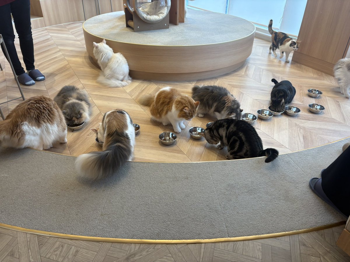 kodama_bg's tweet photo. 猫カフェきてる https://t.co/yew3VH21It