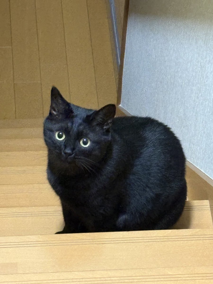 sarami_2023's tweet photo. 🐈‍⬛ https://t.co/jNFo5VARsJ