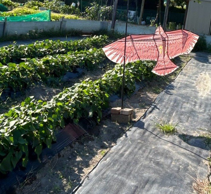 ryukokufarm's tweet photo. 7月10日(金)⛅

●活動内容
・草刈り
・水やり
・作物の管理、収穫

✨🦅 https://t.co/AUIPThw0RV