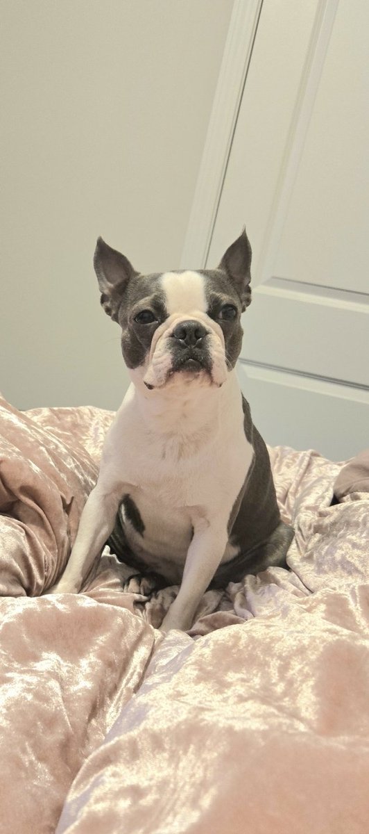 DaniUGC1177's tweet photo. Should I lean into only pet UGC?

Im having a hard time narrowing my niche. Im a millennial mom, leaning towards pet/mom/wellness content and trying tech ugc.

A lot of these can overlap but creators online keep preaching the one niche per page advice. 

I can't decide https://t.co/79q90Z6mhy