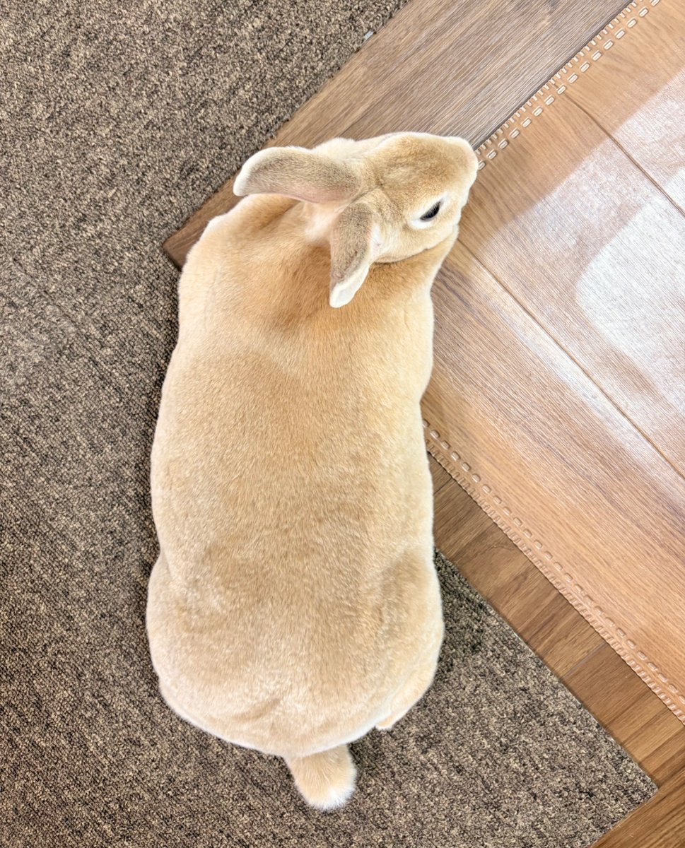 booboousag's tweet photo. 今日は長方形っぽいね https://t.co/vTvrWB6A0j