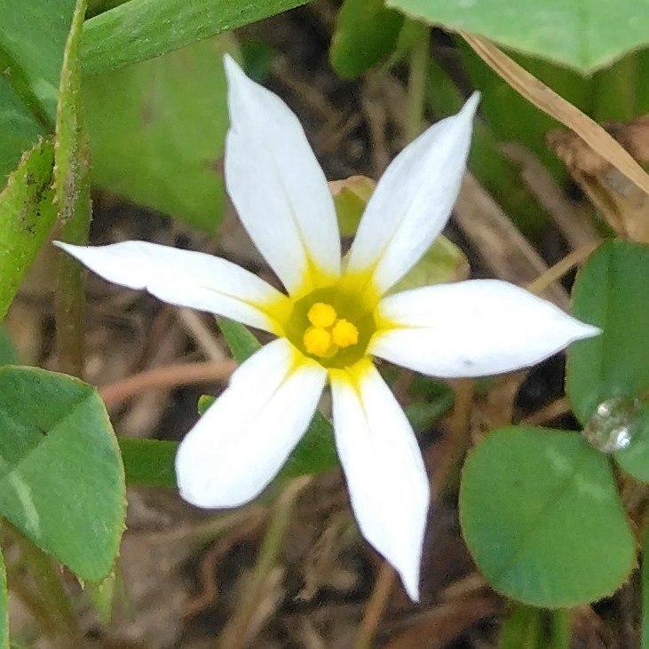 actflowercom tweet picture