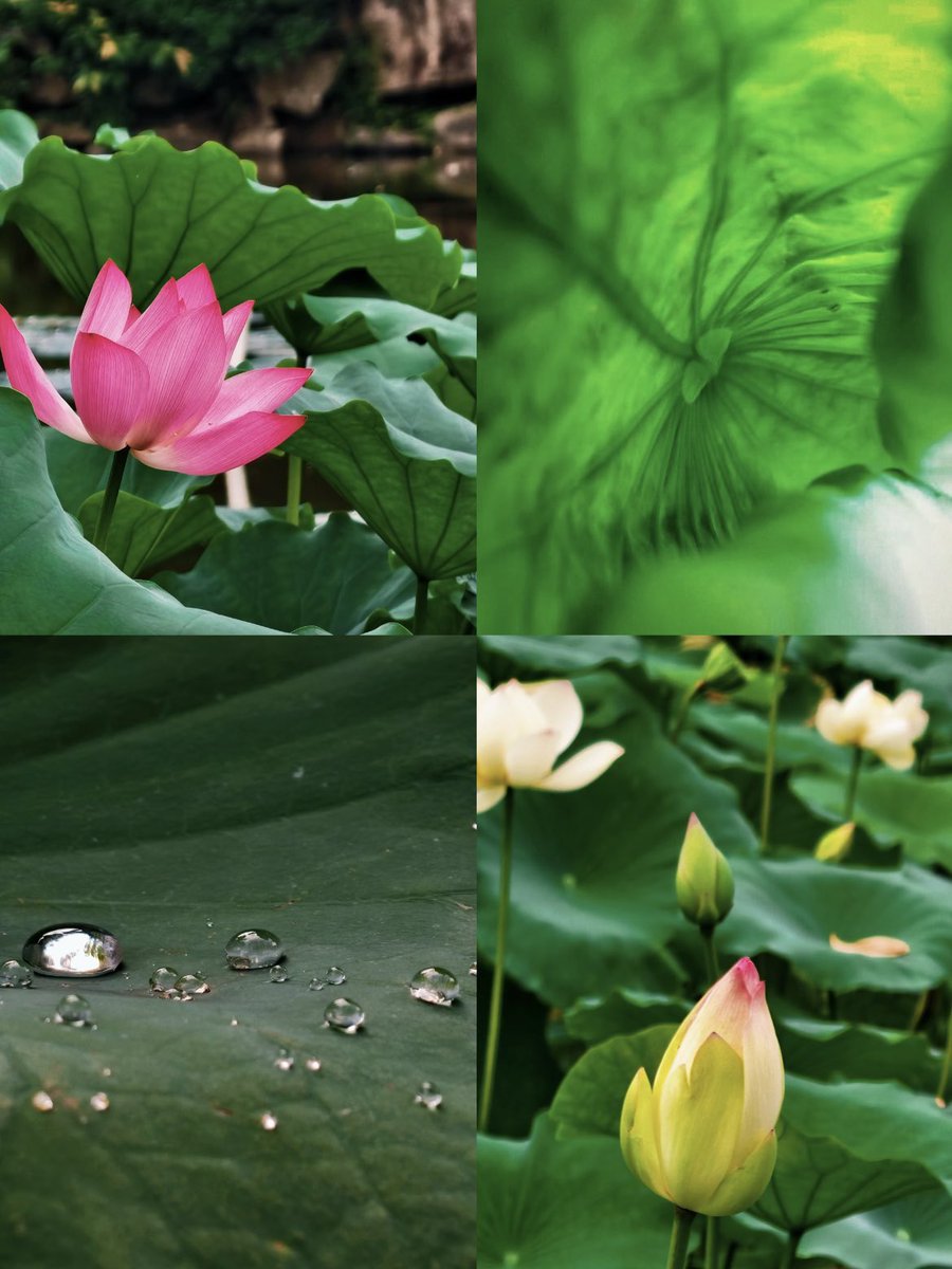 Fuzhou240hrs's tweet photo. 🪷Lotus flowers are blooming in full glory this #summer, and #Fuzhou Chating Park is the perfect place to admire their beauty.🤩
#flora #flower #Funway #blooming #scenery #vibes #blossom #photography #TravelFuzhou #VisitChina https://t.co/NTVTVhp8wY