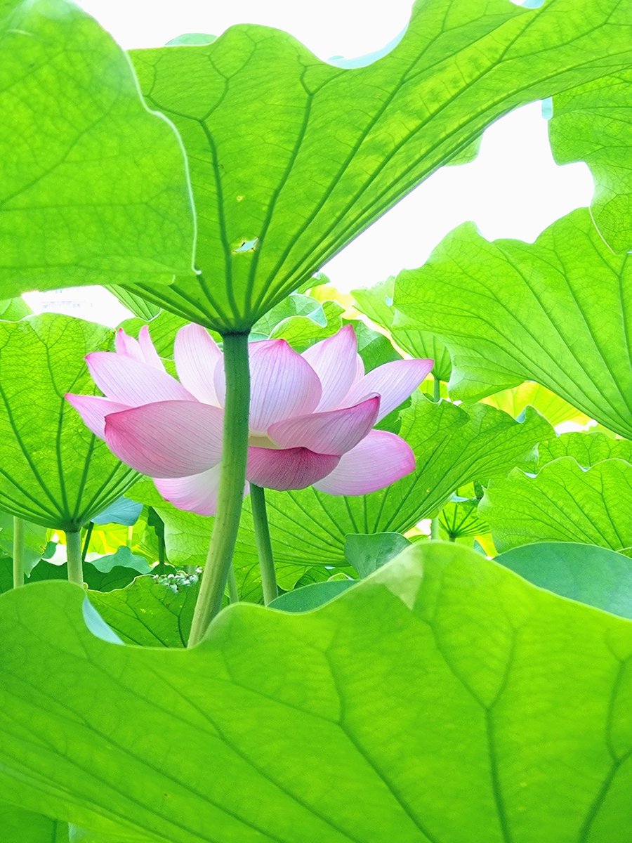 code13daydream's tweet photo. 不忍池の蓮の花🪷
今年は時期が遅(or早)かったのか花数が少なかったなぁ。rowtheの飛煌を聴きながら蓮の花を見るのはとても良い🪷
しかし朝早めに行ったのにすごく暑かった🫠 https://t.co/MfD0703xfJ