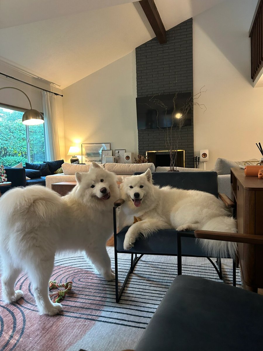 david5896's tweet photo. Nothing beats lazy Sunday mornings with my favorite people—bad coffee, silly jokes, and way too many dog cuddles. ， https://t.co/frgXCHX5tL