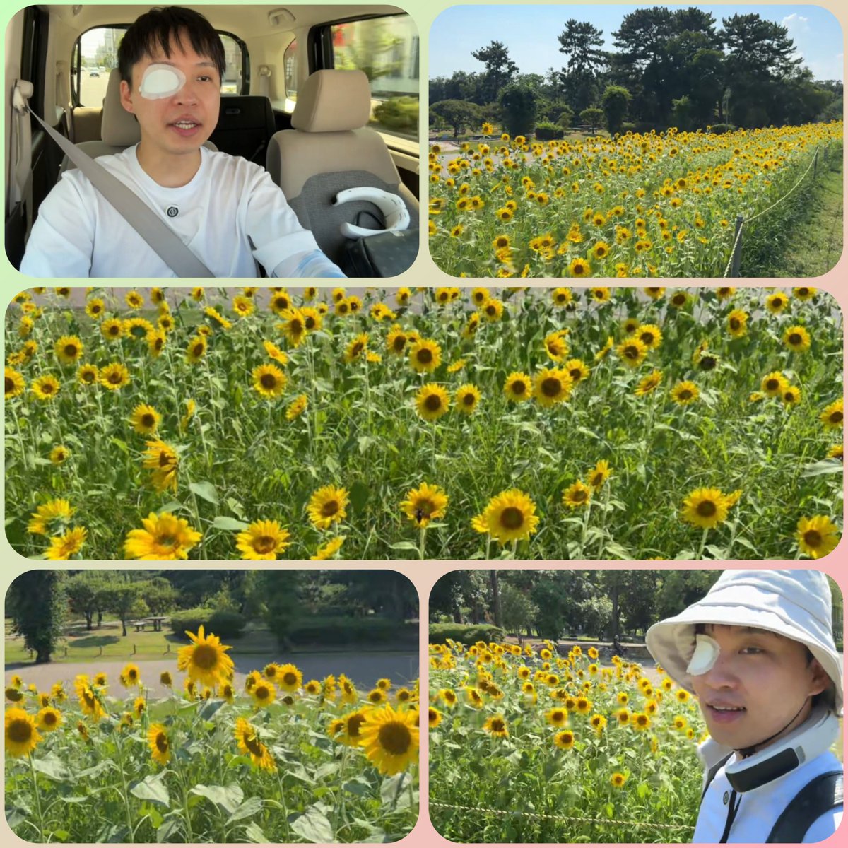 kuniko0520's tweet photo. 今日の #ティー山くん 🍒´-

実家のお父さんにお線香を届けにとお線香をあげに🏠
パパ山さんに手を合わせに行けて良かったね😌
ママ山さんも少し元気なった様で安心した🥹

その足で今年も🌻を見に🚗³₃

猛暑の中すんごい綺麗で可愛い🌻を見せてくれて ありがとう〜☺️
元気もらえた-`💪🏻•̀֊•́)୨ https://t.co/KmPhI0app7